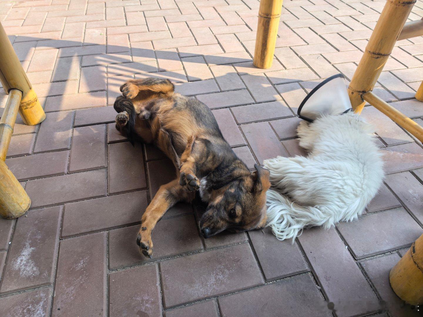 跟同事一起晒太阳真舒服啊，唯一美中不足的是同事可以躺着，而我偶像包袱太重，好想也