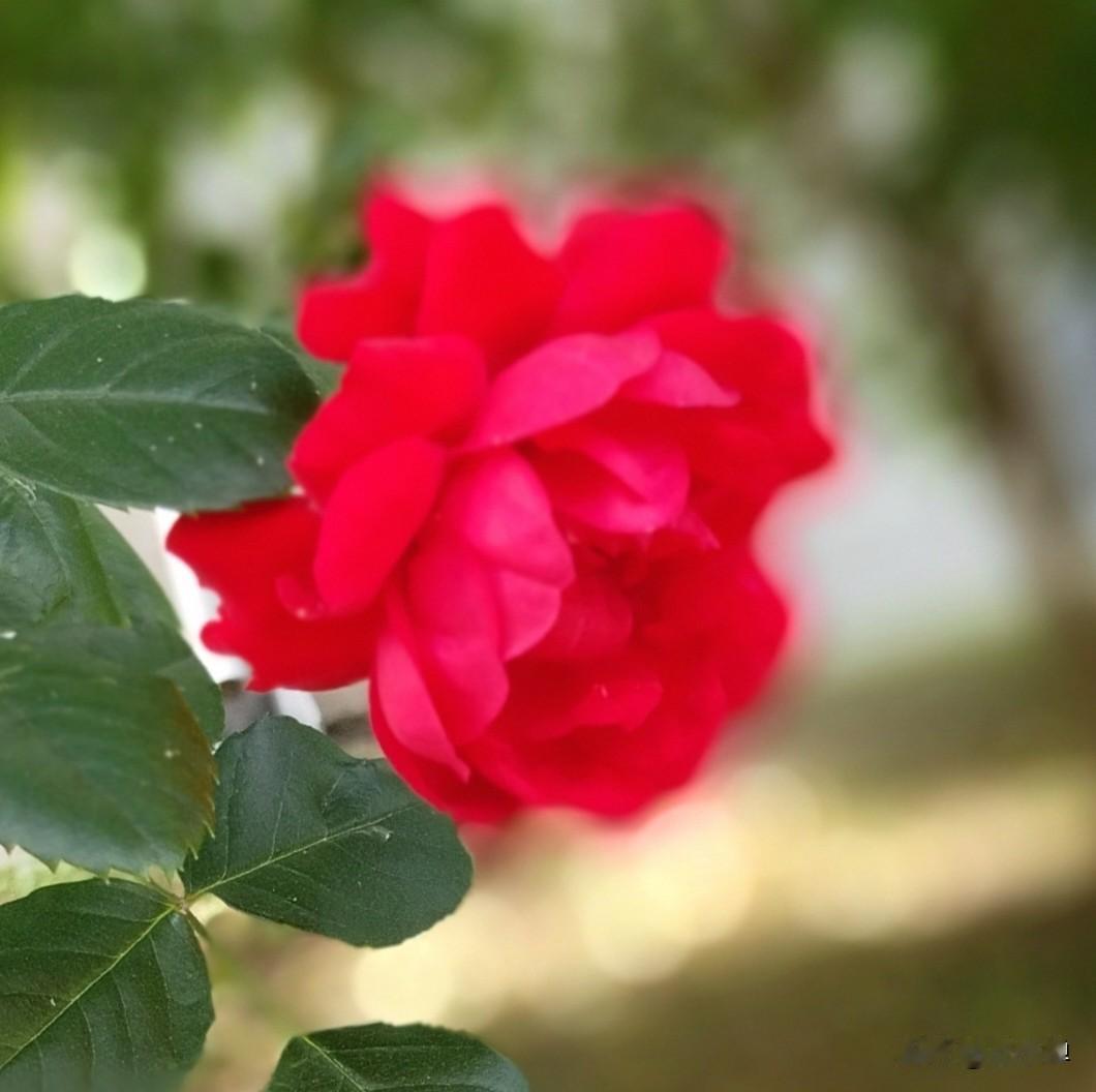 百花争妍斗芳菲，万紫千红悦人心。摄像摄影成为我生活中的小浪漫。路过风景，艳丽