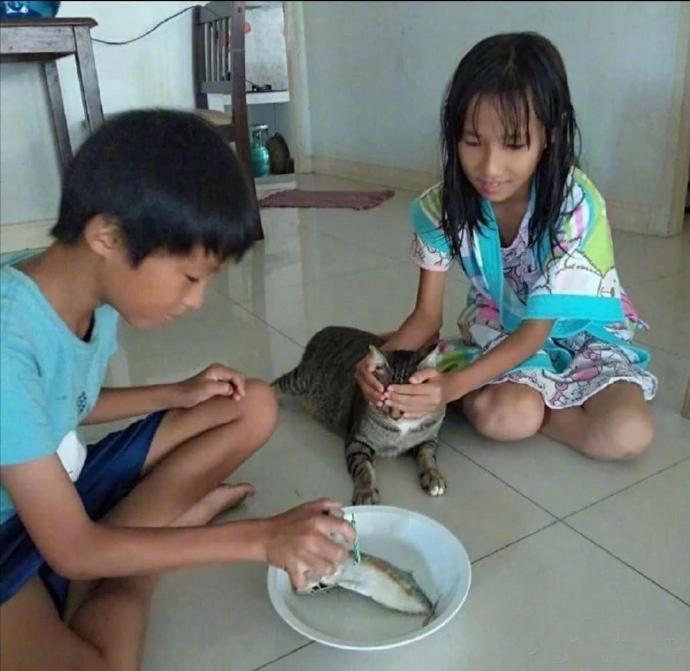 猫猫过生日，孩子给猫准备了惊喜