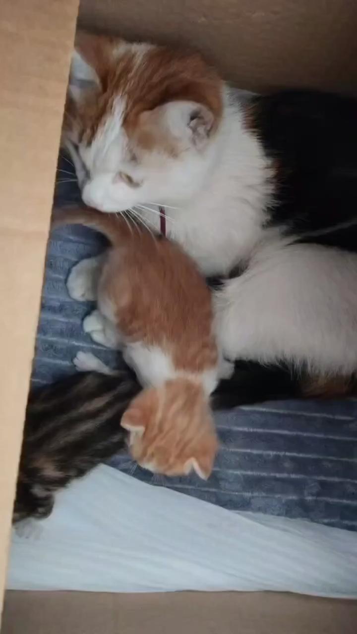 分享一张你家猫咪的可爱照片