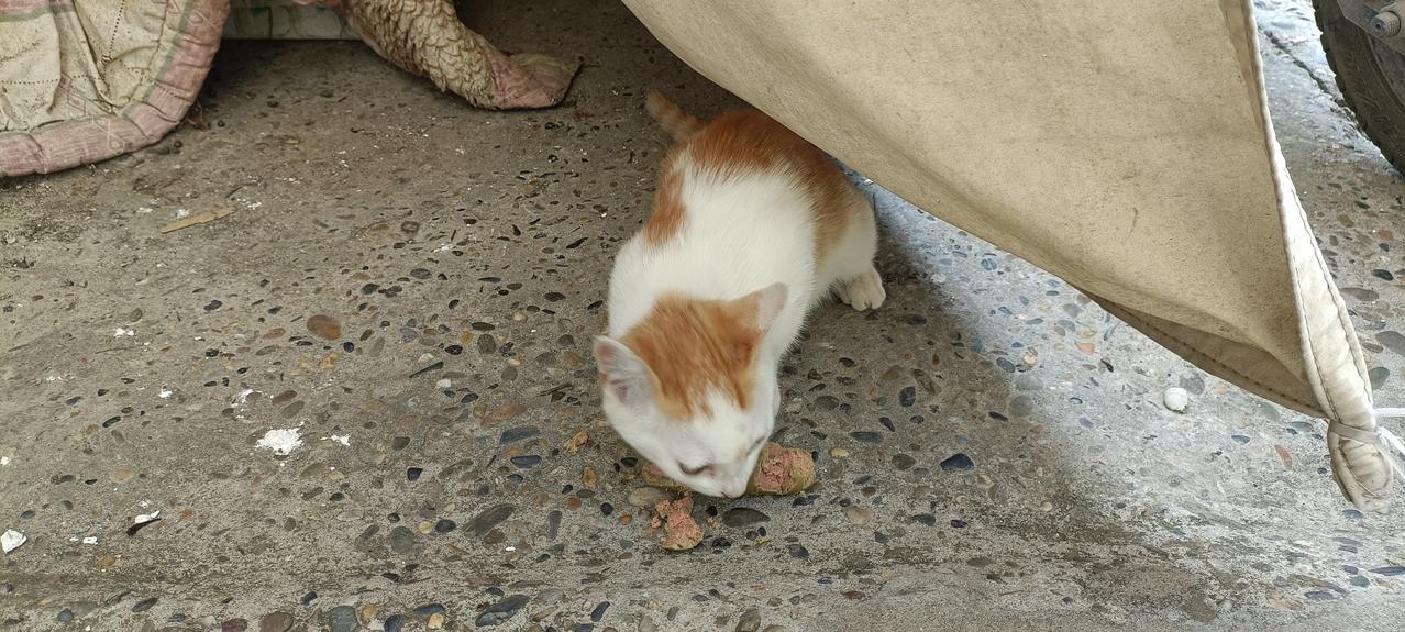 摊上这种邻居真是太倒霉了！邻居家的两只散养小猫自去年11月份因猫瘟死亡后，她就