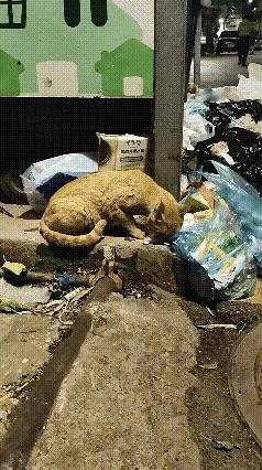 傍晚路过一处垃圾堆放处，看到一只流浪猫在垃圾堆里翻找吃的，可是翻了好久也没有找
