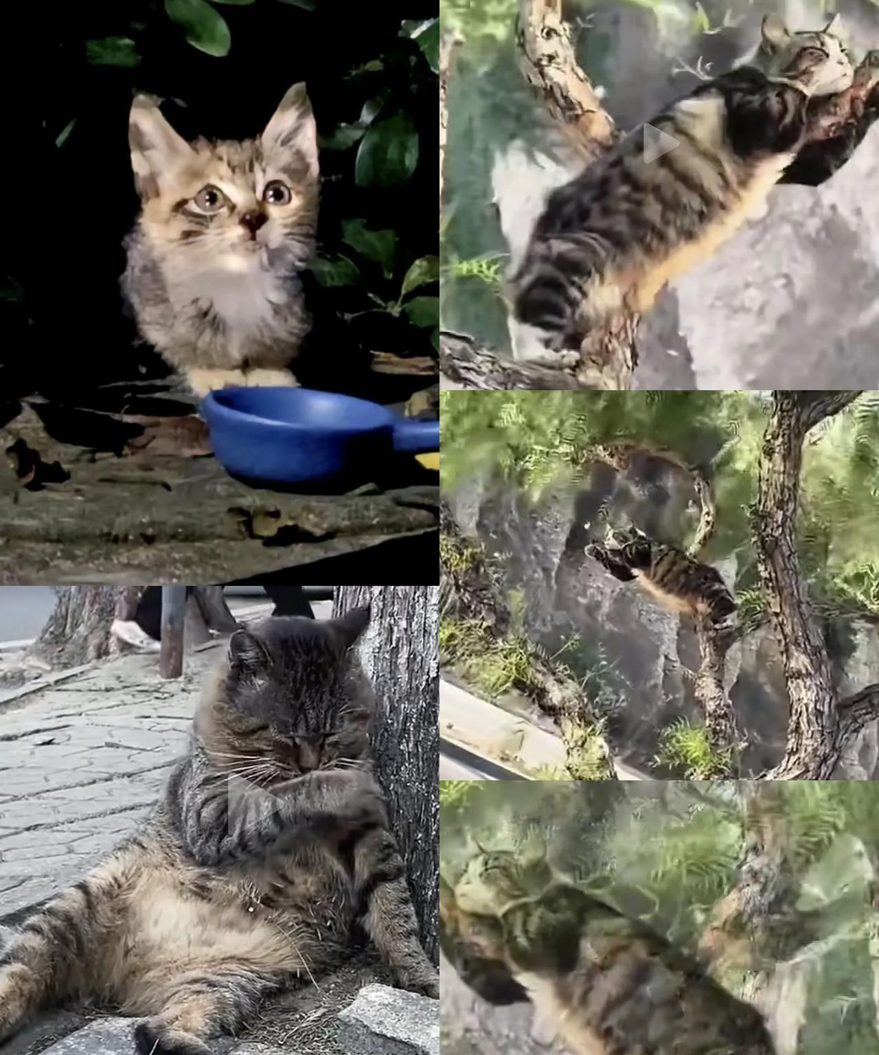 第一次见面狸花猫小猫猫就哭成了泪人，闺蜜不忍心就把它带回家了，没想到一年多过去画