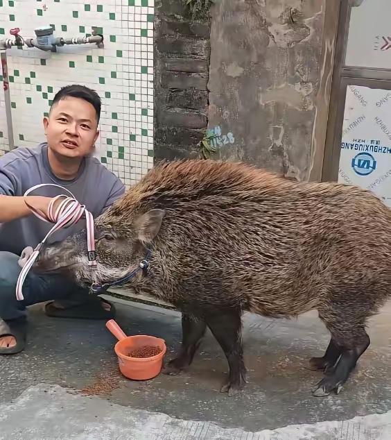 “解释不清了！”广东一男子在庭院干活，这时，一头野猪跑到院子里不走，男子见野猪瘦