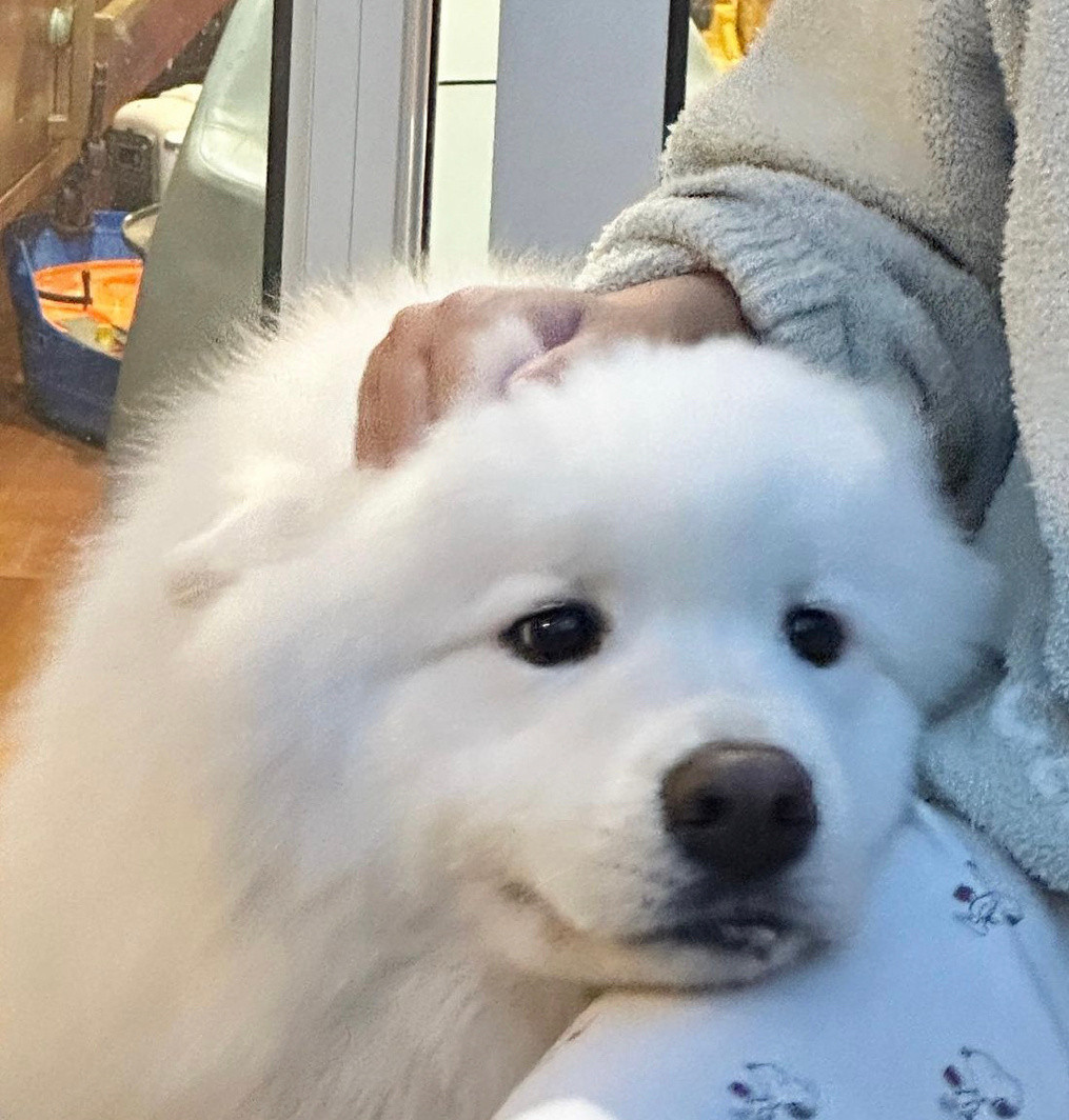 我们萨摩耶有时候也需要抚慰一下的​​​
