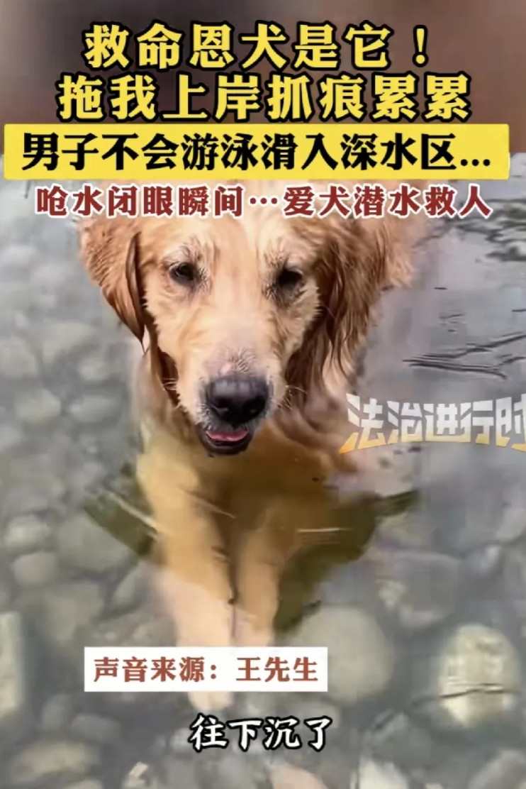 “太有灵性了！”湖北宜昌，男子在水边遛狗时，不慎踩空落入深水区，挣扎中呛了一口水