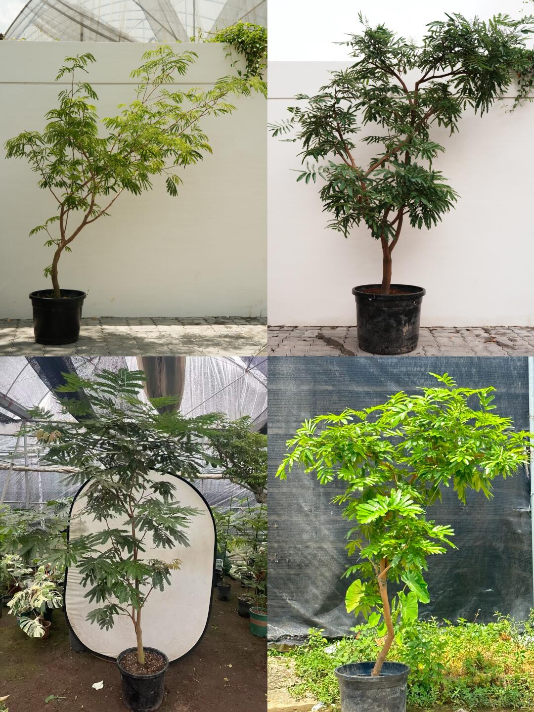 室内好养植物第一名，绝对推荐密叶猴耳环！！！