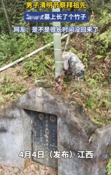 江西，一男子清明上山祭祖，结果到了地方，却发现祖先的坟上竟然长了一根竹子，而且不
