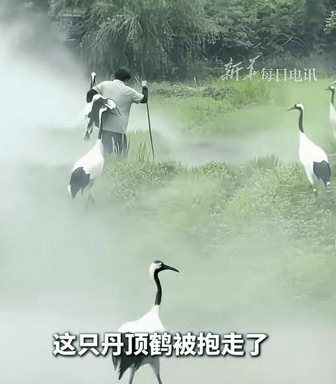 “太有意境了！”浙江，饲养员大妈看到丹顶鹤不愿意回家，就一把抱走其中一只丹顶鹤，