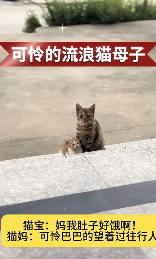 泪目了！一位小姐姐开了一家甜品店，这天她和往常一样坐在店里刷手机，结果不经意朝玻