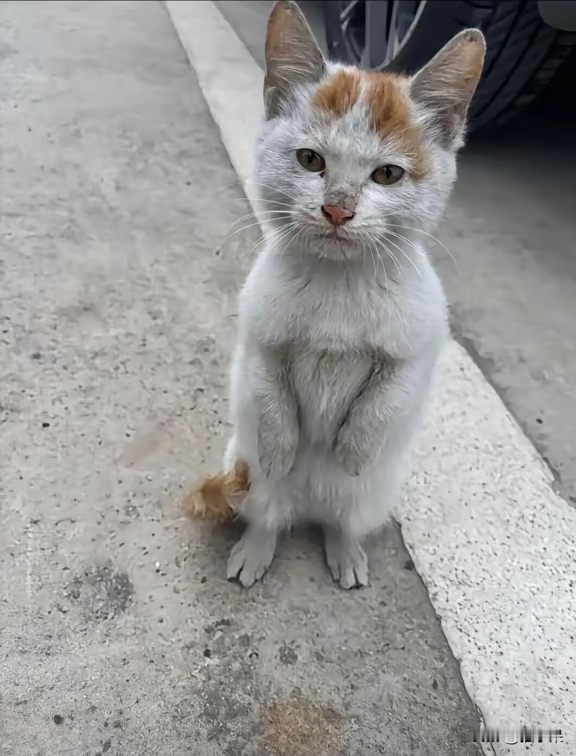 中午去楼下的餐馆吃饭，走进餐馆看见老板在赶一只流浪猫，老板看小猫很脏，怕影响客人
