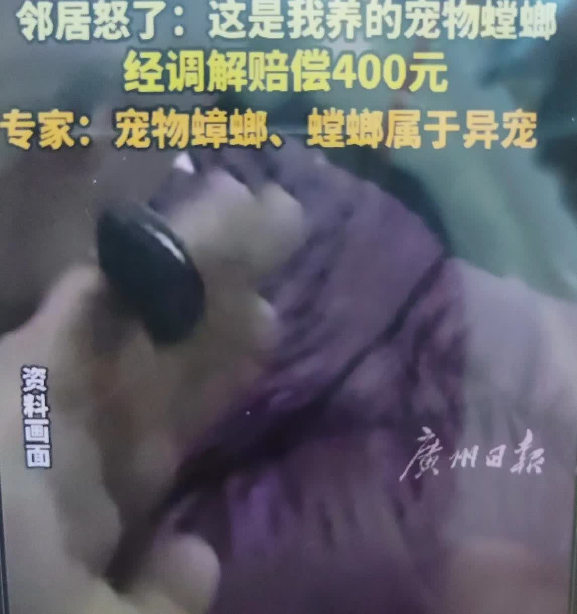 杭州一男子，在自己家喷死“蟑螂”，却赔偿400元！我们来看看怎么个事儿？
