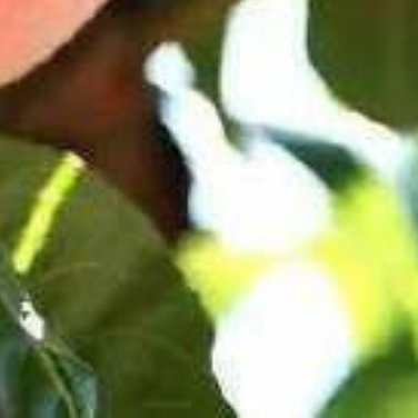 种植🍃种植文案桃子的种植文案0000桃子，以其鲜嫩多汁、香甜可口而深受人们