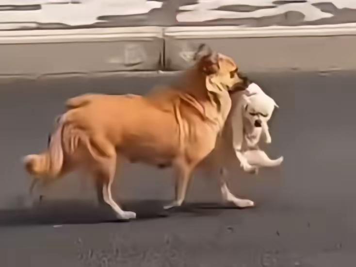 气得死人的狗更笑得死人的还是狗广东一大妈因心烦，便踹了金毛两脚，骂了声滚开…