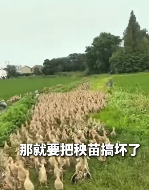 “上新华社了！”江苏苏州，大爷赶着上千只鸭子赶路，恰好有路人骑车过来。大伙都捏着