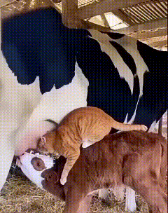 橘猫闯牛棚“蹭奶”，被牛妈妈一口叼走！萌态笑翻网友刷到个萌到心化的视频！牛