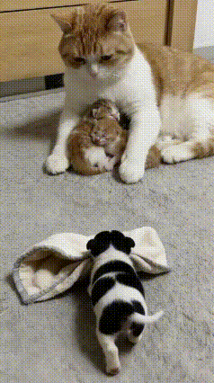 谁能猜到，这只小狗的“慷慨”，背后藏着这么戳心的故事！猫妈妈刚生了宝宝，家