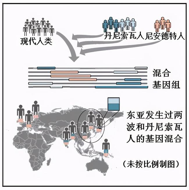 黄种人黑种人白种人为什么能自由交配没有形成生殖隔离