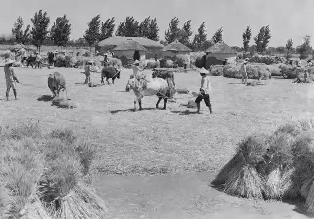 晒一张回忆满满老照片上世纪五、六、七十年代，甚至八十年代农村都还有这样的碾麦场（