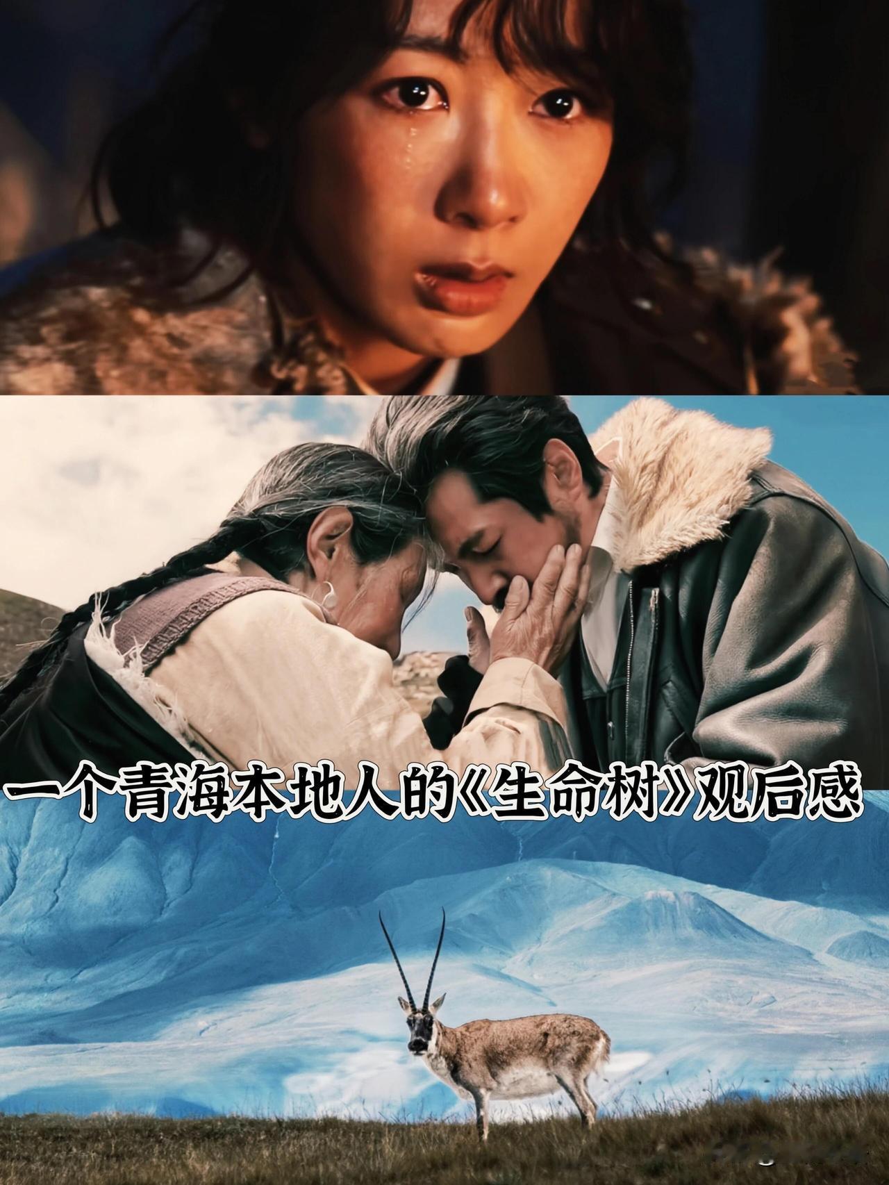 谁懂啊！《生命树》拍的才是青海的魂！作为青海娃，追《生命树》时眼泪就没停过！