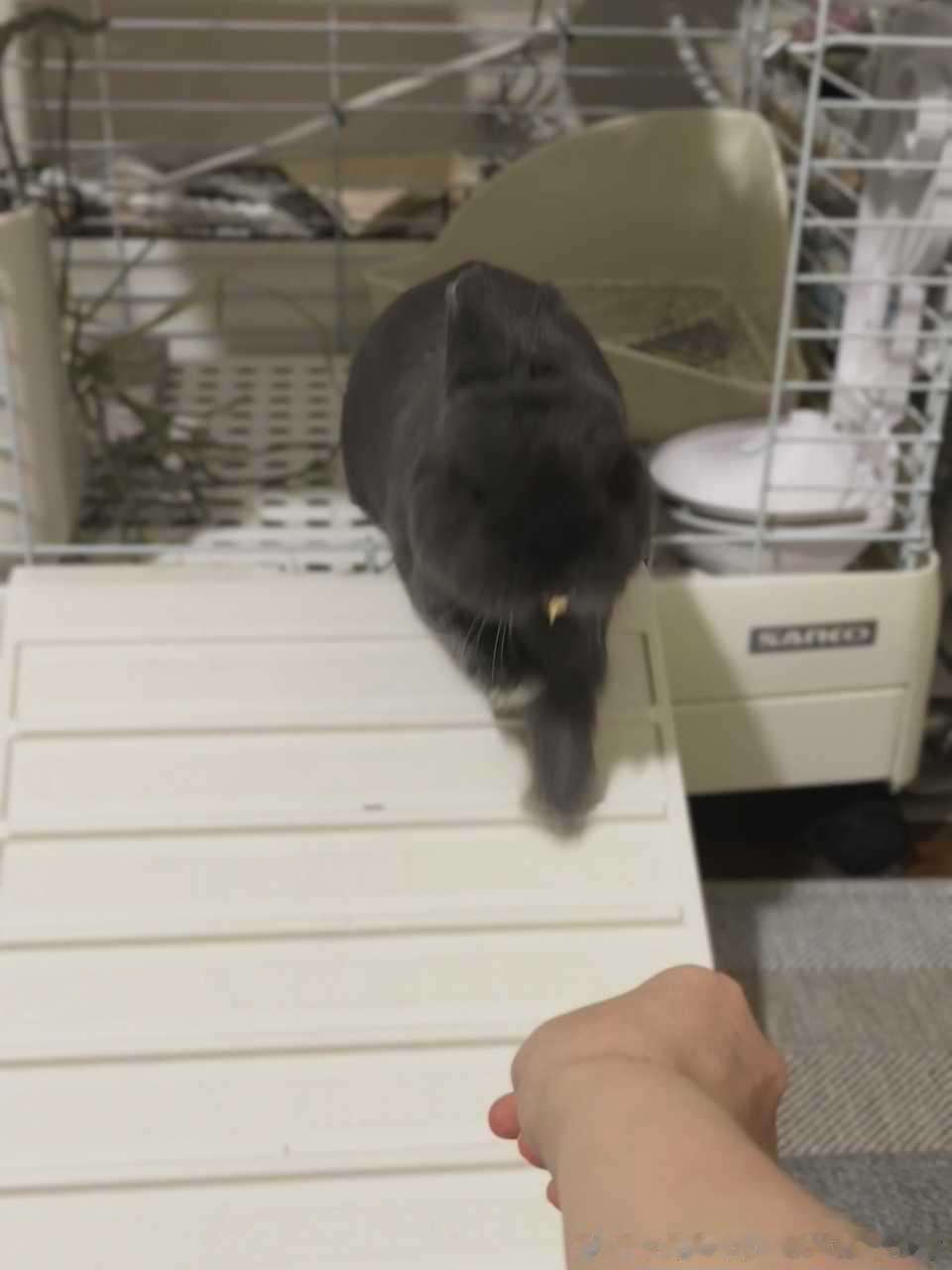 14033🐇【独角兽】胳膊长！