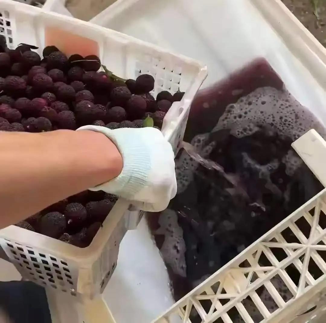 药水泡杨梅的黑心商户，说了一句特别精彩的话。他说：你要是曝光我，比我害人更可恶，