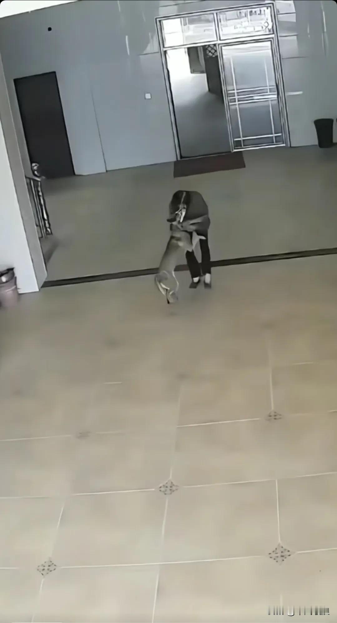 盐城市盐城射阳吾悦广场，有一只忘恩负义的狗反咬主人，追着主人咬得主人没处躲藏，这