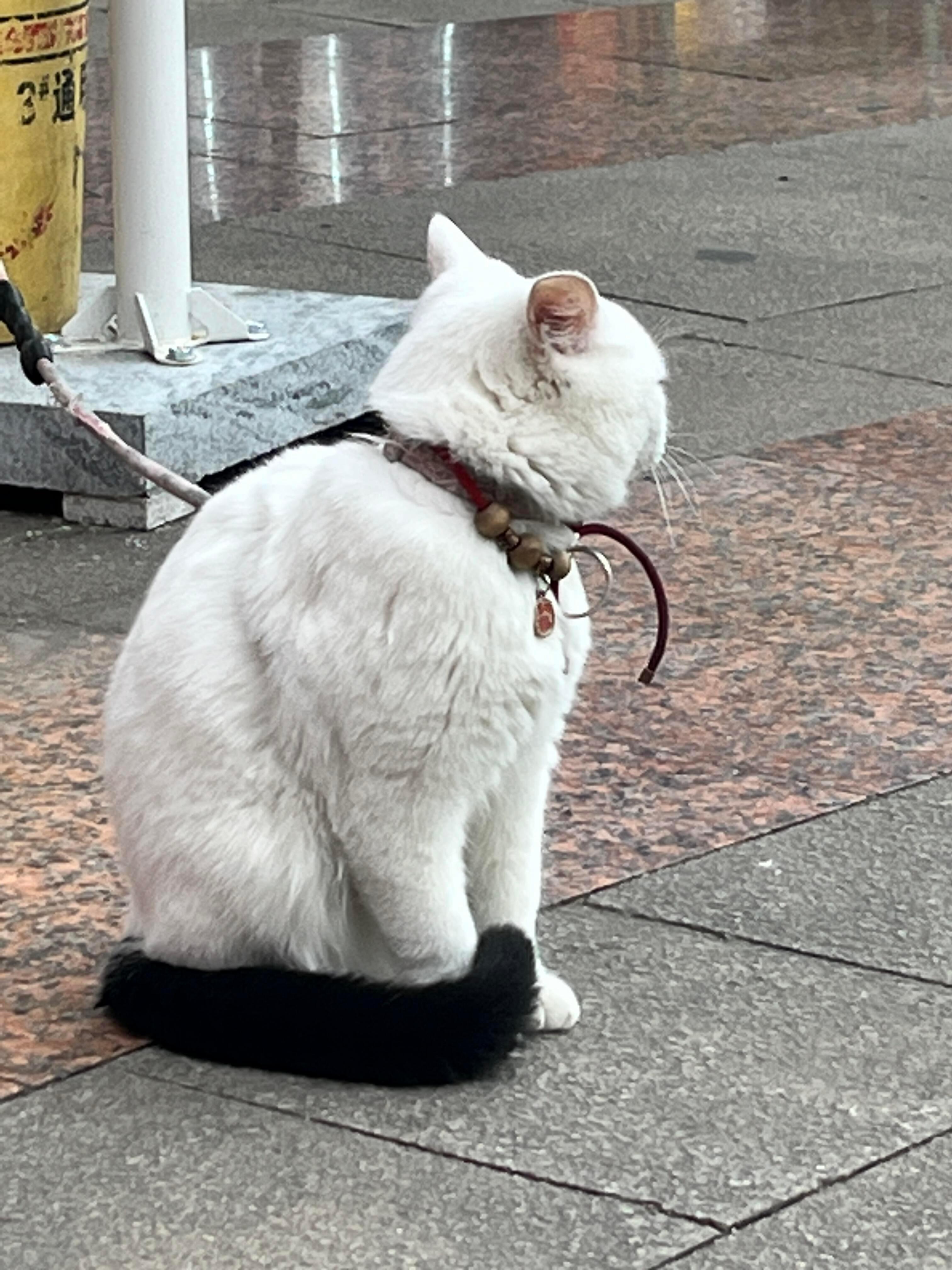 好可爱的尾巴纯白的猫配黑色的尾巴，太可爱了​​​