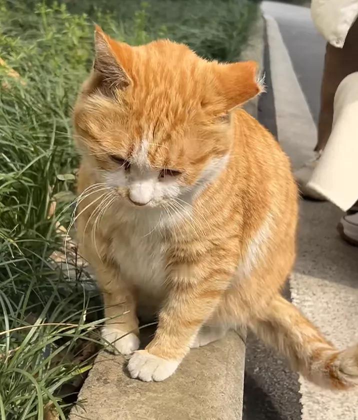 早晨一出门，看到路上有一只撸猫，10分钟的路程，我走了一个小时