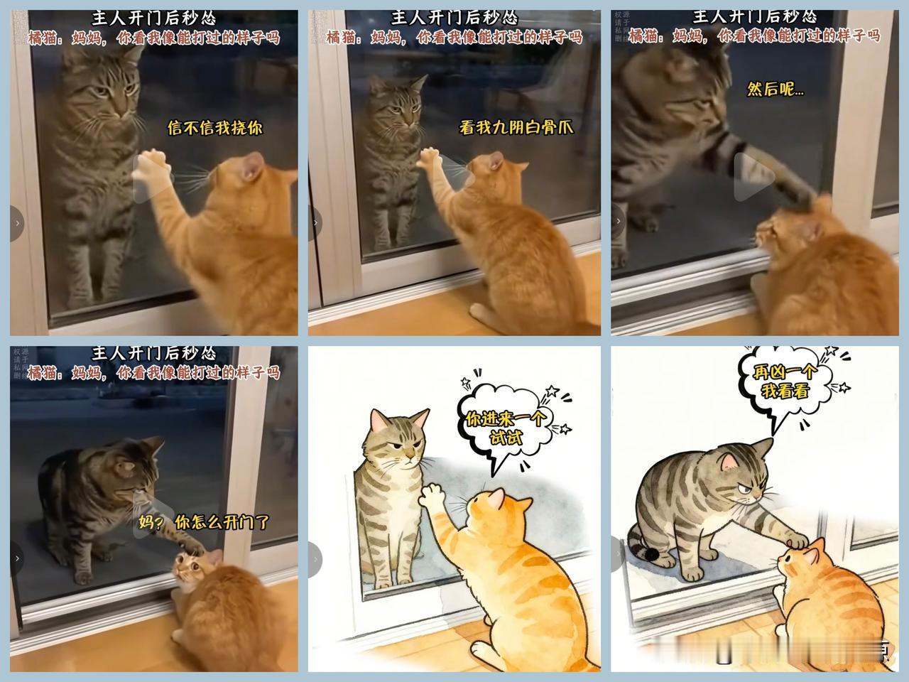 橘猫：我不要面子的吗！😤（内心OS：溜了溜了）嘴强王者天花板，怂包界扛把子，