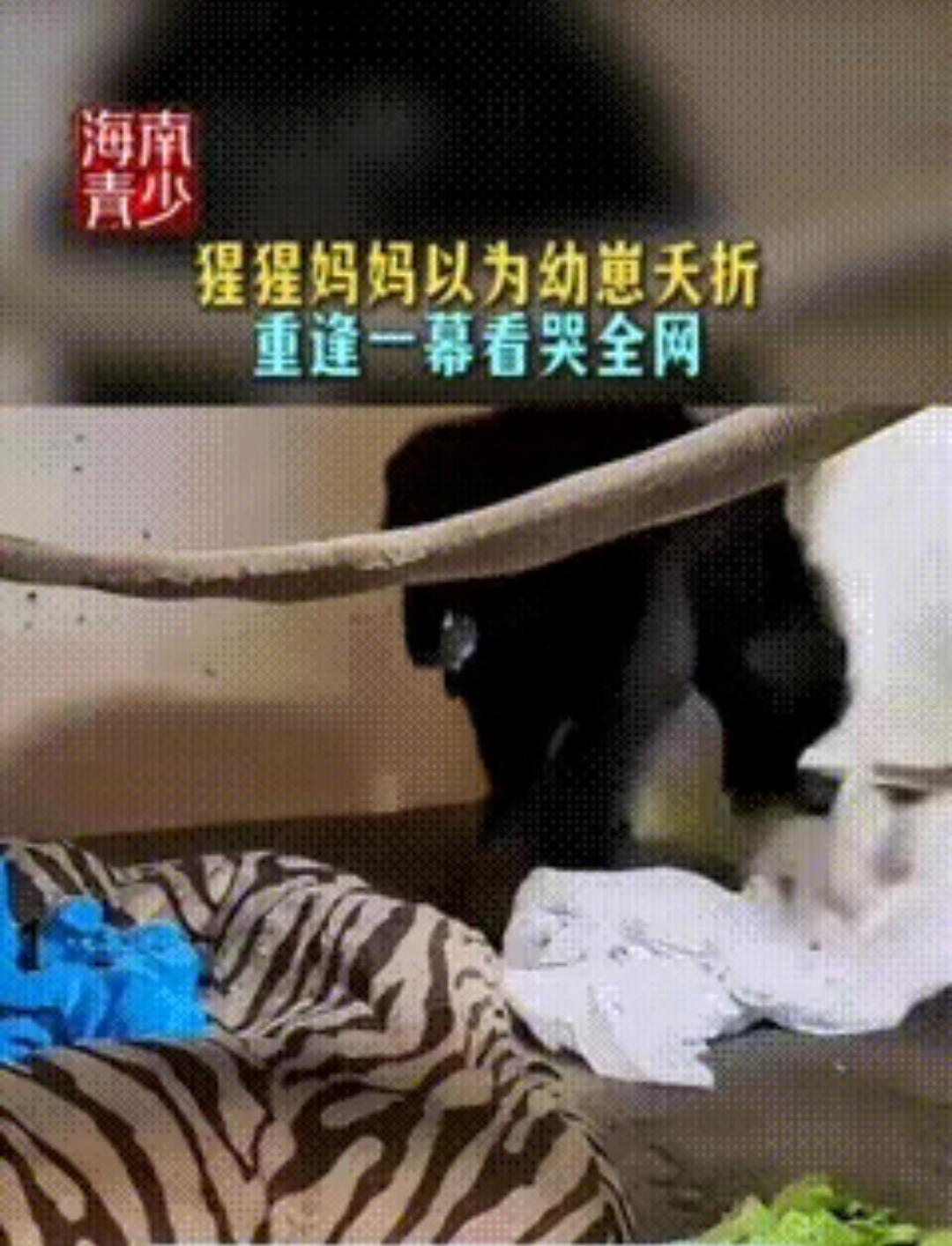 动物园里一只母猩猩分娩后，以为自己的孩子没能活下来，黯然离开了。可她不知道的是，