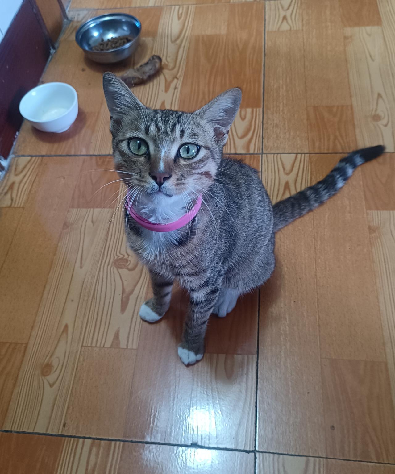 双节期间，有两个亲朋向我推销猫。虽然我爱猫，但我反对自家养猫，主要是怕养