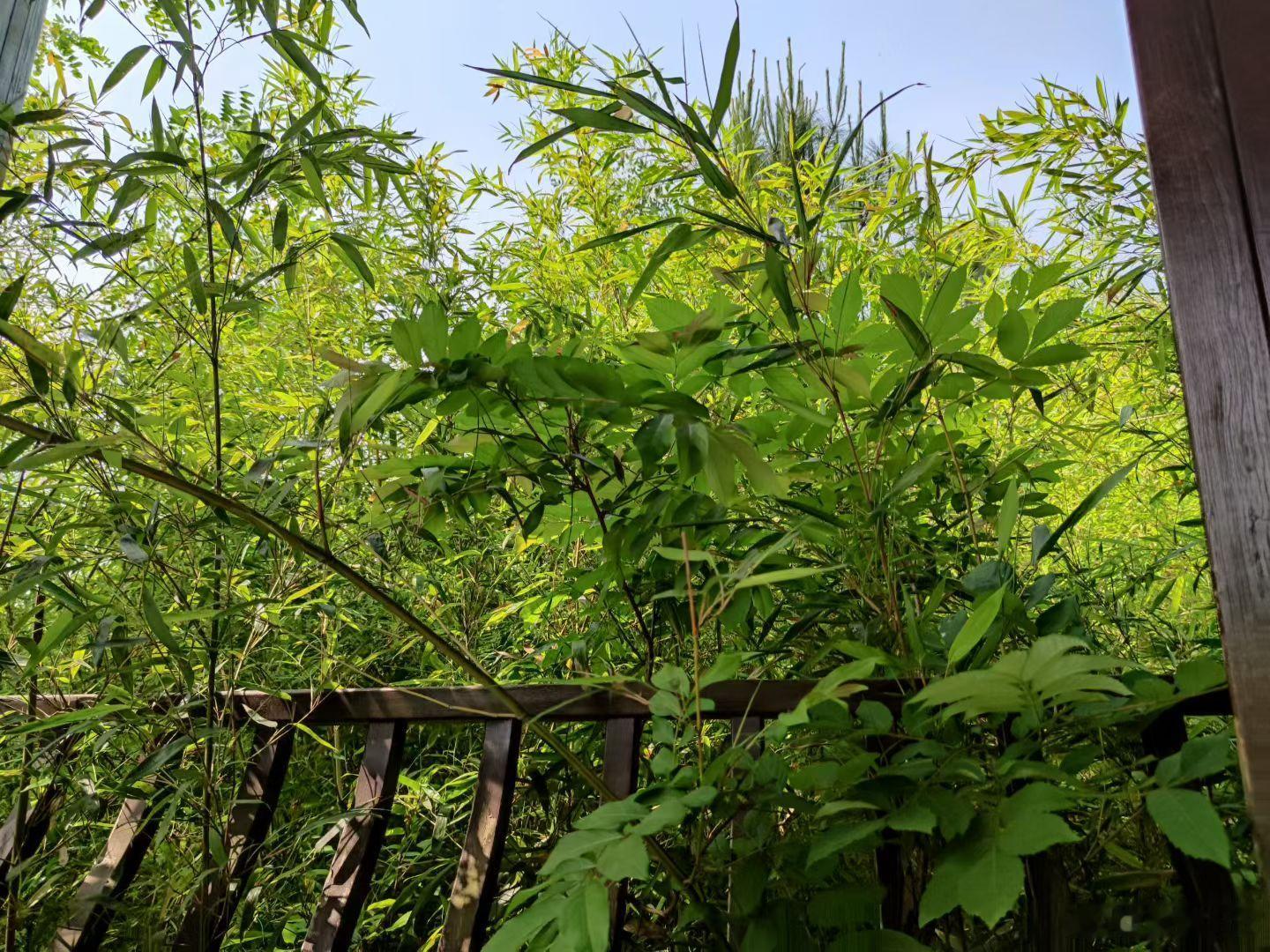 在这样的环境里喝下午茶，这感觉太惬意了吧！