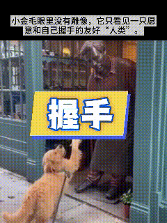 看完小金毛和铜像握手这一幕，心里颇有感触。我们一眼就能看出那是一尊冰冷雕塑，可