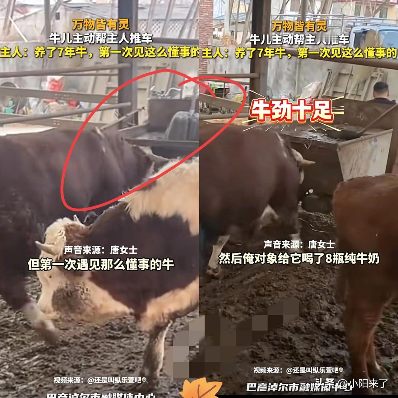 安徽“报恩牛”火了！安徽一对夫妻的养殖场里有六七百头牛，但有一头牛比较特殊，不管