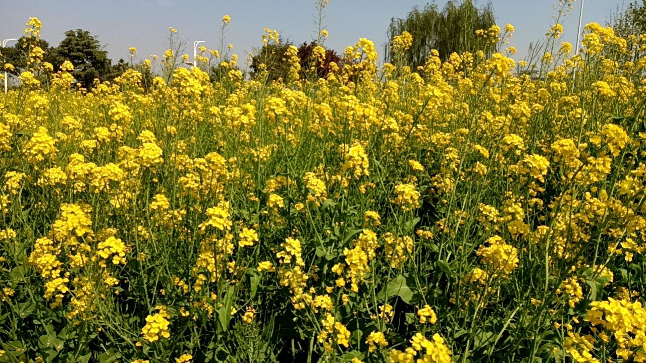助人为乐村里有个张寡妇，中年丧夫抚养一双儿女，日子过得很艰难。邻居老王身体强壮