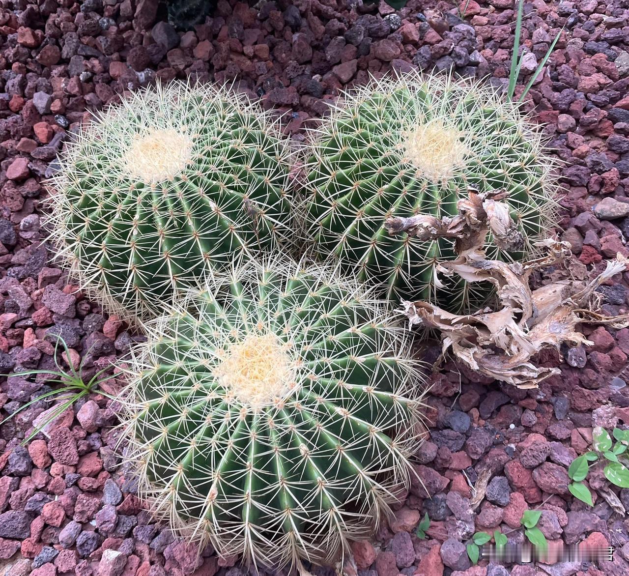 我想过点好日子，养父母却对我死缠烂打，还说我讹房子，我要到哪里说理，这女子真是忘