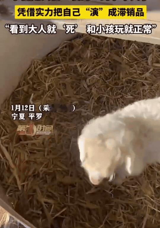 万物皆有灵性！宁夏平罗，金先生去市场卖小羊羔，有一只小羊只要一见到有人就立马躺下