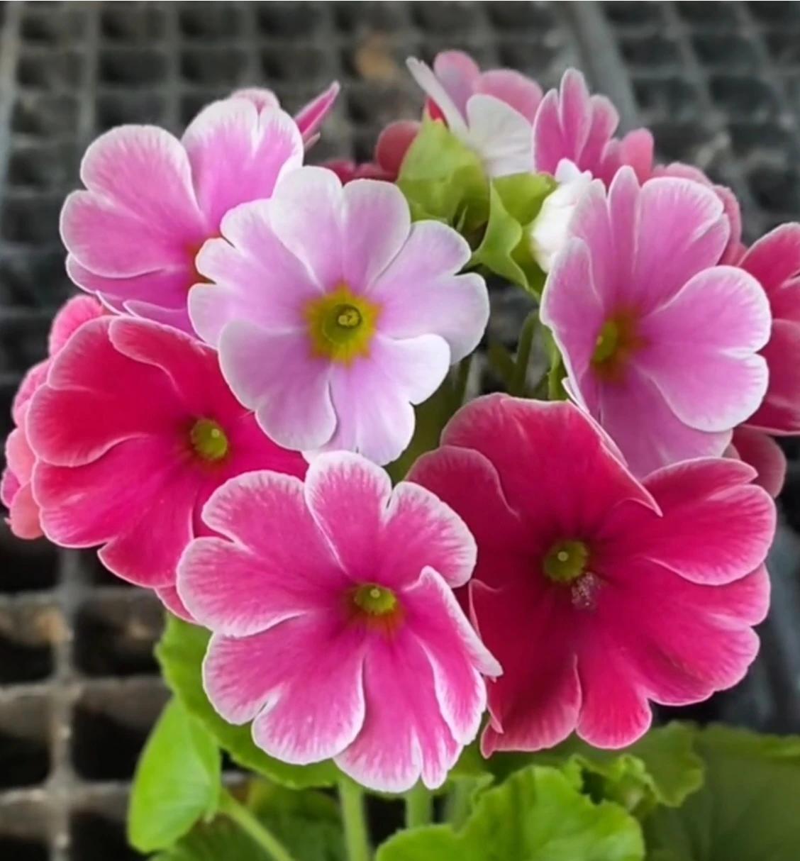 心情舒畅，快乐跟上，心态不老，生活美好，心有阳光，一路芬芳，知足常乐，永远健康！