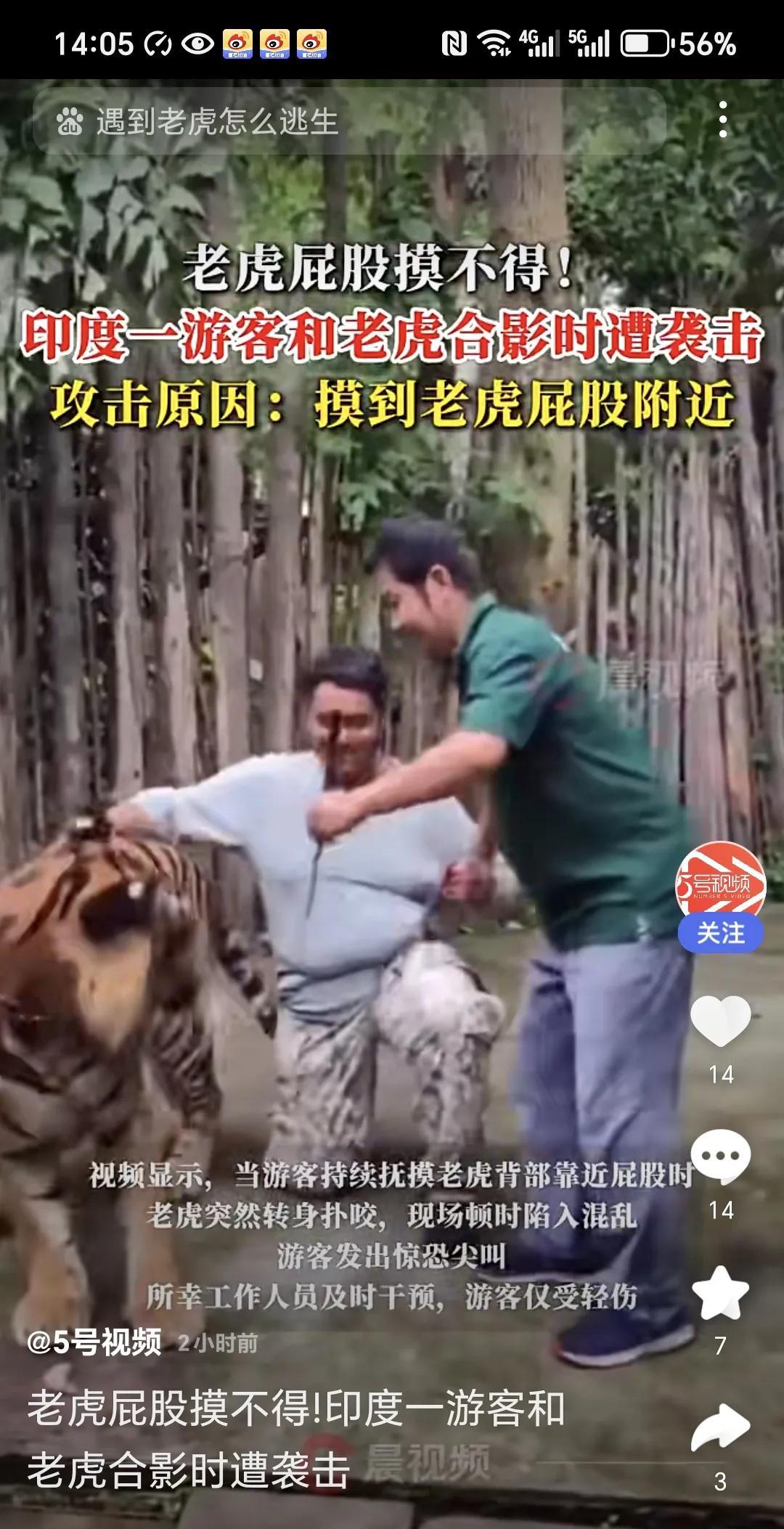 老虎的屁股真是摸不得。刚刚看到一个视频，一位印度男子到泰国去旅行，在一个景