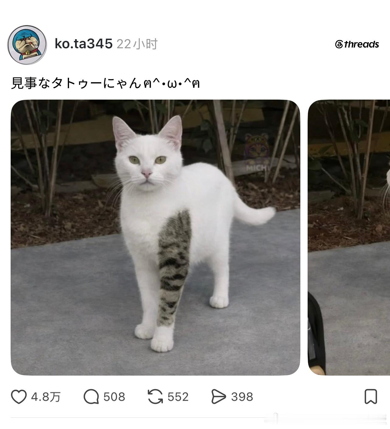“发现一只花臂小猫咪”“还有高手？”
