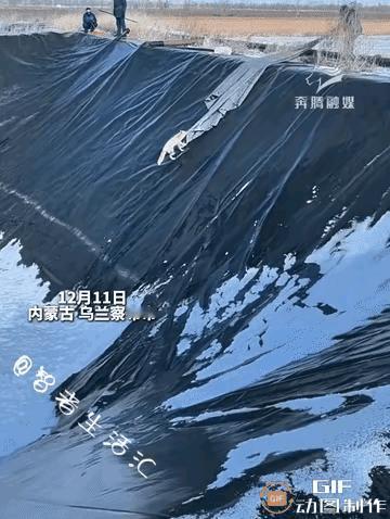 这只被称作“狐狸精”的野生狐狸，怎么就莫名成了众人目光的焦点？内蒙古的一场意外，