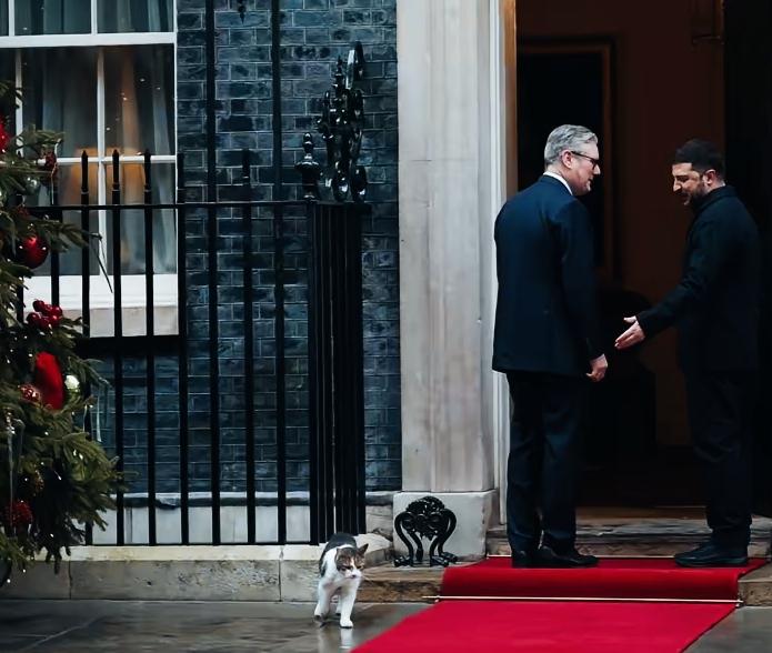 泽连斯基被一只小猫给吸引了！泽连斯基扭头看向小猫，是不是看到小猫给他带来了，不
