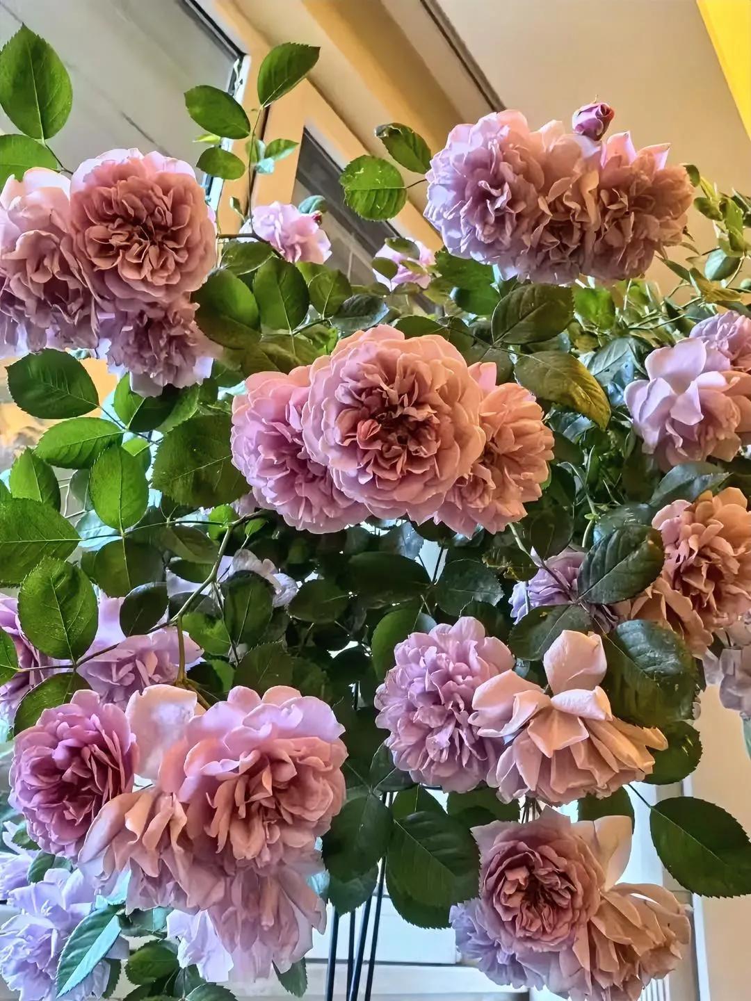 如果花园里要种一棵能开成花瀑布的花，除了她，我真的想不出还有谁比她更优秀了，那