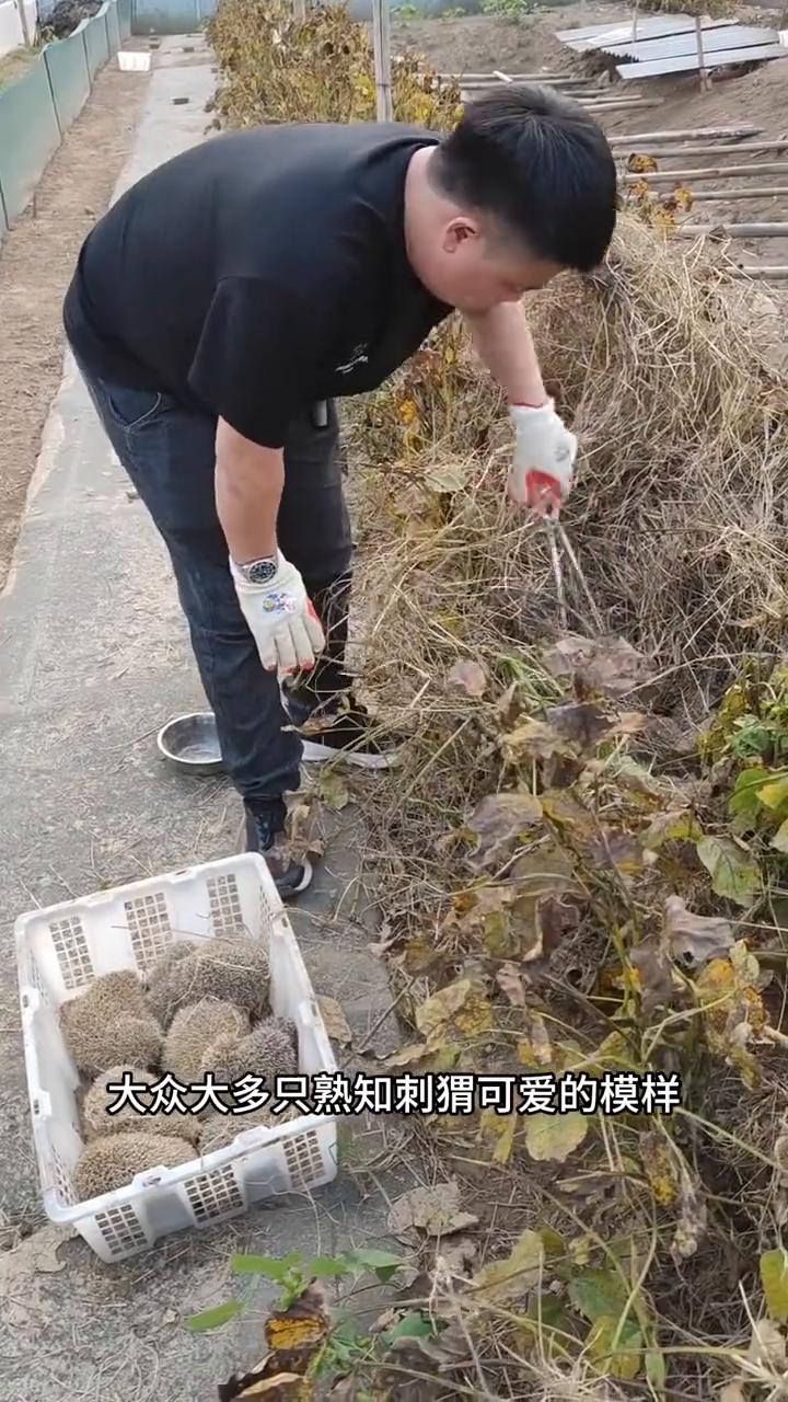 刺猬养殖。为何野外难得一见刺猬？一同探访养殖基地，探秘刺猬习性，认识人工养殖的