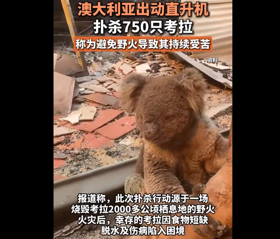 澳大利亚射杀七百多只考拉天哪！七百多只考拉被射杀了！澳大
