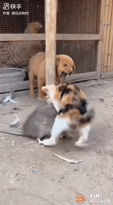 一只小花猫在院子里跟肥硕的大老鼠死磕到底，谁也没想到这场单挑会变成跨界团战。