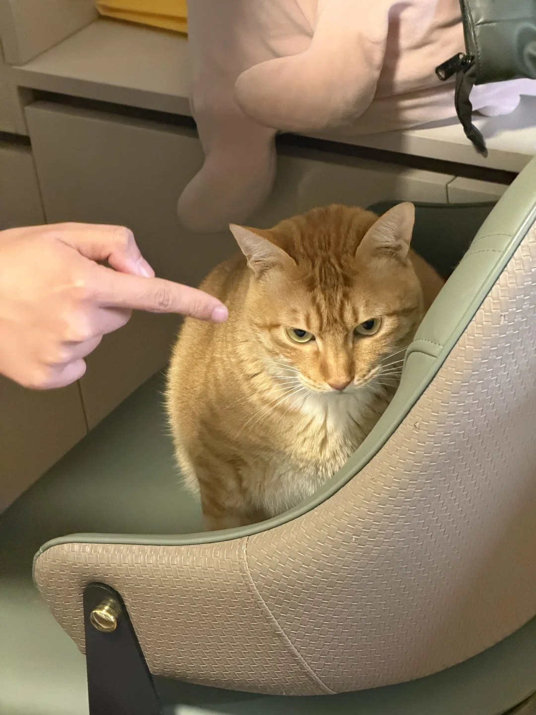 咪挠椅子被教训了就这样