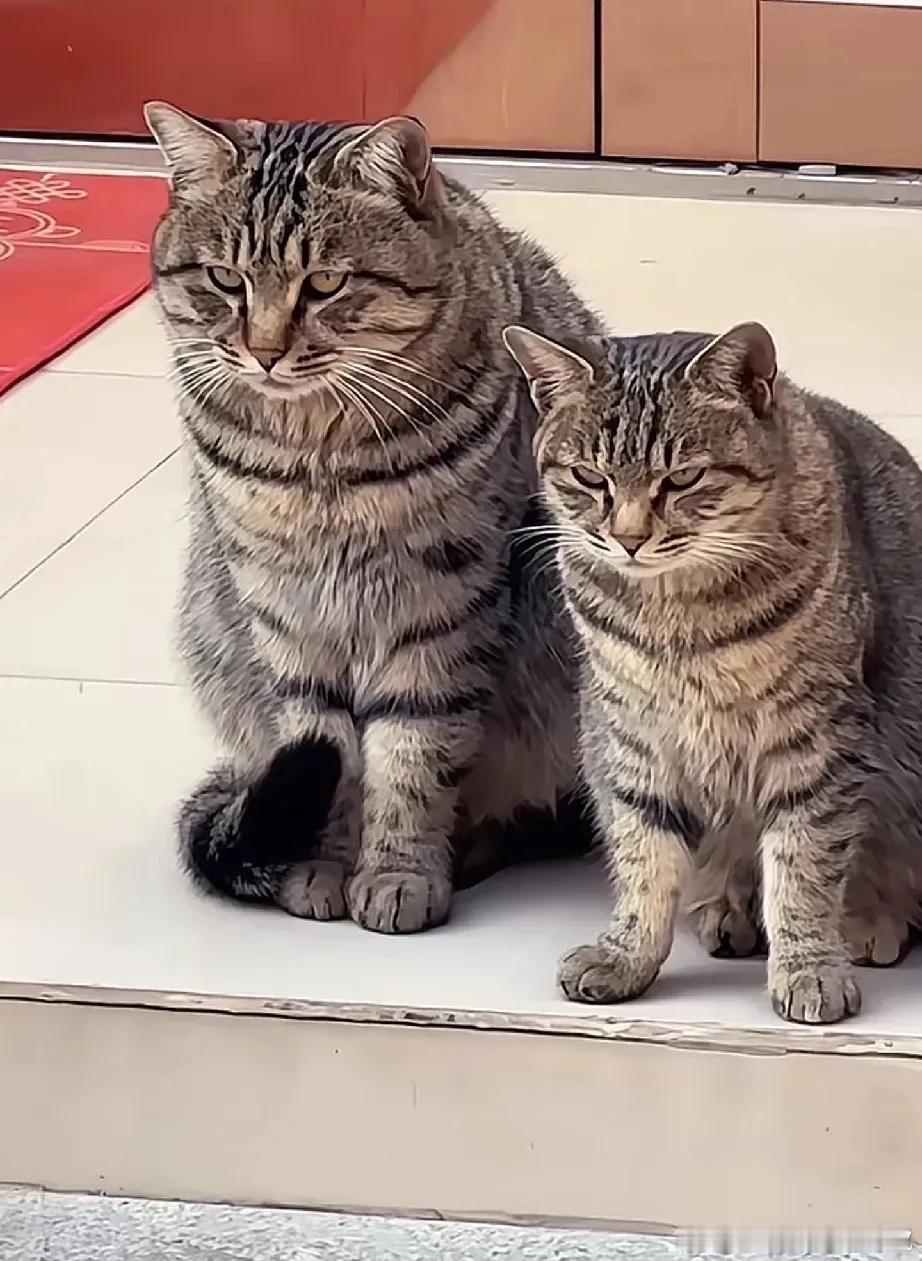 【丧彪父子】我家狗被邻居家狸花猫父子揍了，那俩猫眼神凶得吓人，我都不敢上门讨公道