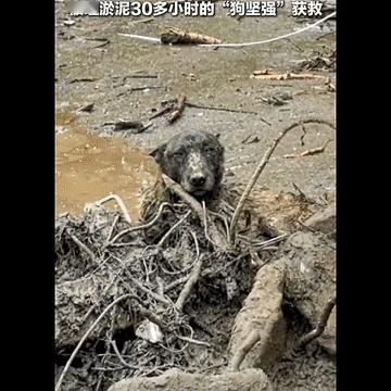 甘肃榆中那边，一条狗，被困在淤泥里三十多个小时，可吓人，淤泥都把它埋住了，那个情